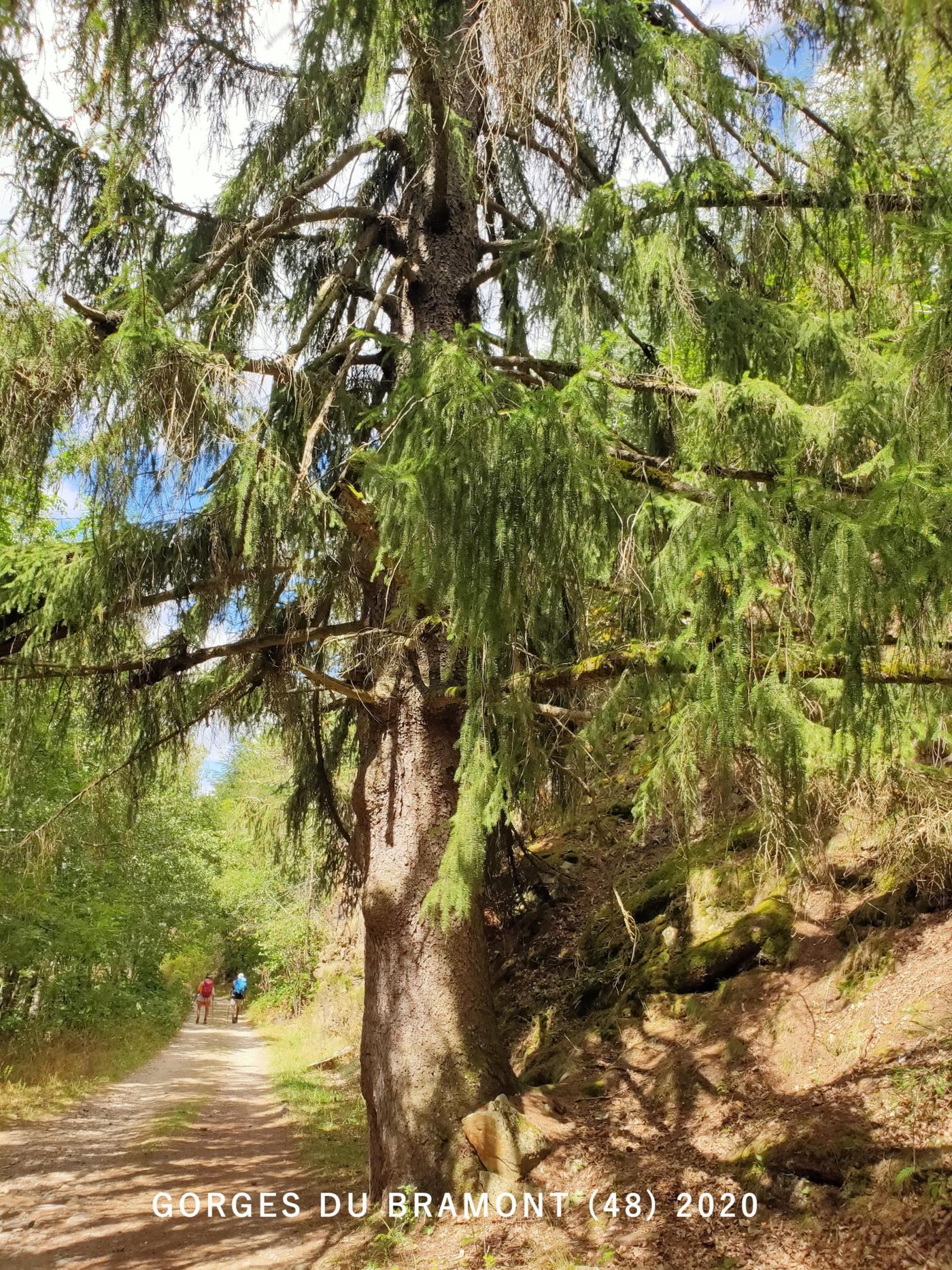 Spruce, Colorado plant